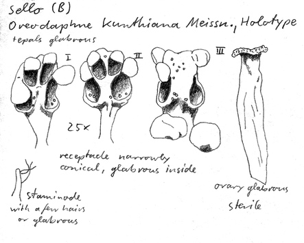 Vorschaubild Oreodaphne kunthiana Meisn.